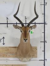 Impala Sh Mt TAXIDERMY