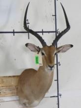 Nice Impala Sh Mt TAXIDERMY