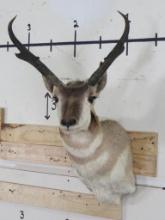 Pronghorn Sh Mt TAXIDERMY