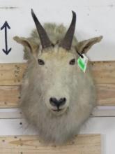 Old, Dusty, Rough Mountain Goat Sh Mt TAXIDERMY