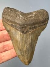 3 3/4" Megalodon Shark Tooth