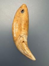 RARE 2 3/8" Drilled Bear Canine, Found in Montgomery Co., PA, Ex: Jasewicz Collection