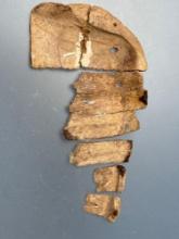 RARE 4 1/2" Turtle Shell Rattle Pieces, Drilled, Found in Cayuga Co., NY, Pictured Hothem's Book