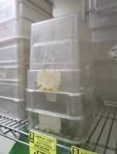 Cambro/Carlisle plastic containers