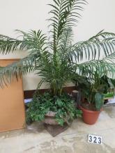 6' Palm Tree in BrownUrn Planter