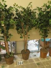 6' Ficus Tree in Wicker Planter