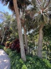 Large Palm Tree in Rear Yard