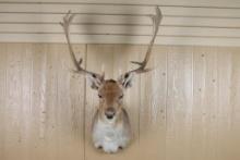 Spanish Fallow Deer Shoulder Mount