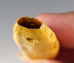 2 3/4" Bear Tooth recovered at Genoa Fort in Genoa, New York.