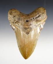 5" Fossilized Megalodon Sharks Tooth in excellent condition.