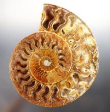 7 1/2" Beautifully cut fossil Ammonite recovered in Madagascar. 145-165 million years old.