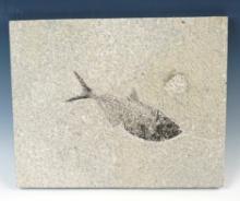 LARGE! 6" Fossil Fish on a 8" x 10" slab. From the Kemmerer Fossil Site in Wyoming.