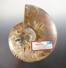 Beautifully polished fossil Ammonite recovered in Madagascar. 145-165 million years old.