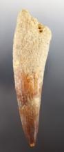 5 3/16" Fossilzed Spinosaurus Tooth from the Cretaceous period. Found in Morocco.