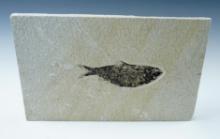 4" Fossil Fish on a 9" x 6" slab. From the Kemmerer Fossil Site in Wyoming.