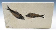 Nice pair of well detailed Fossil Fish. Largest is 3 1/4" long  on a 6" x 10 1/2" slab.