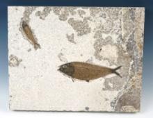 Excellent display item! 11 1/2" x 9" slab with a 5 1/2" and 2 1/2" Fish Fossils, Wyoming.