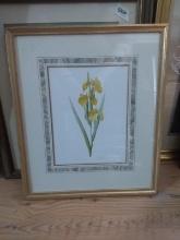Framed and Matted Botanical Print-Iris