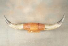 Massive Set of vintage wall mounted Bull Horns with original tooled and leather wrapped center, circ