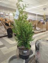 BELL NURSERY 3 Gal. Green Giant Arborvitae (Thuja) Live Evergreen Shrub, Retail Price $46, Appears