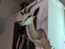 (DEN) GAZELLE HEAD TAXIDERMY, MADE TO BE MOUNTED ON A WALL. IT MEASURES 15"W X 18"D X 31"T.