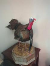 (LR) TAXIDERMY FLOOR MOUNT, BRONZE TURKEY. 28"H, 33" TAIL TO BEAK.