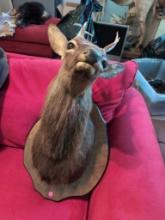 (DEN) MOUNTED SIKA DEER HEAD TAXIDERMY, DISPLAYED ON WOOD SHIELD STYLE PLAQUE. MEASURES 16"W X