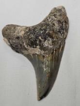 Parotodus...Benedini Shark tooth. Very rare shark....Measurements in pics. Weighs 1 oz.