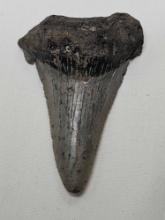Angustidens or chubutensis shark tooth. Measurements in pics. 1.04 ounces.