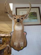 Mounted Deer Head - Please Come Preview