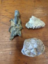 2 fossils and 1 geode