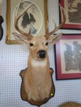 Mounted Deer Head - Please Come Preview