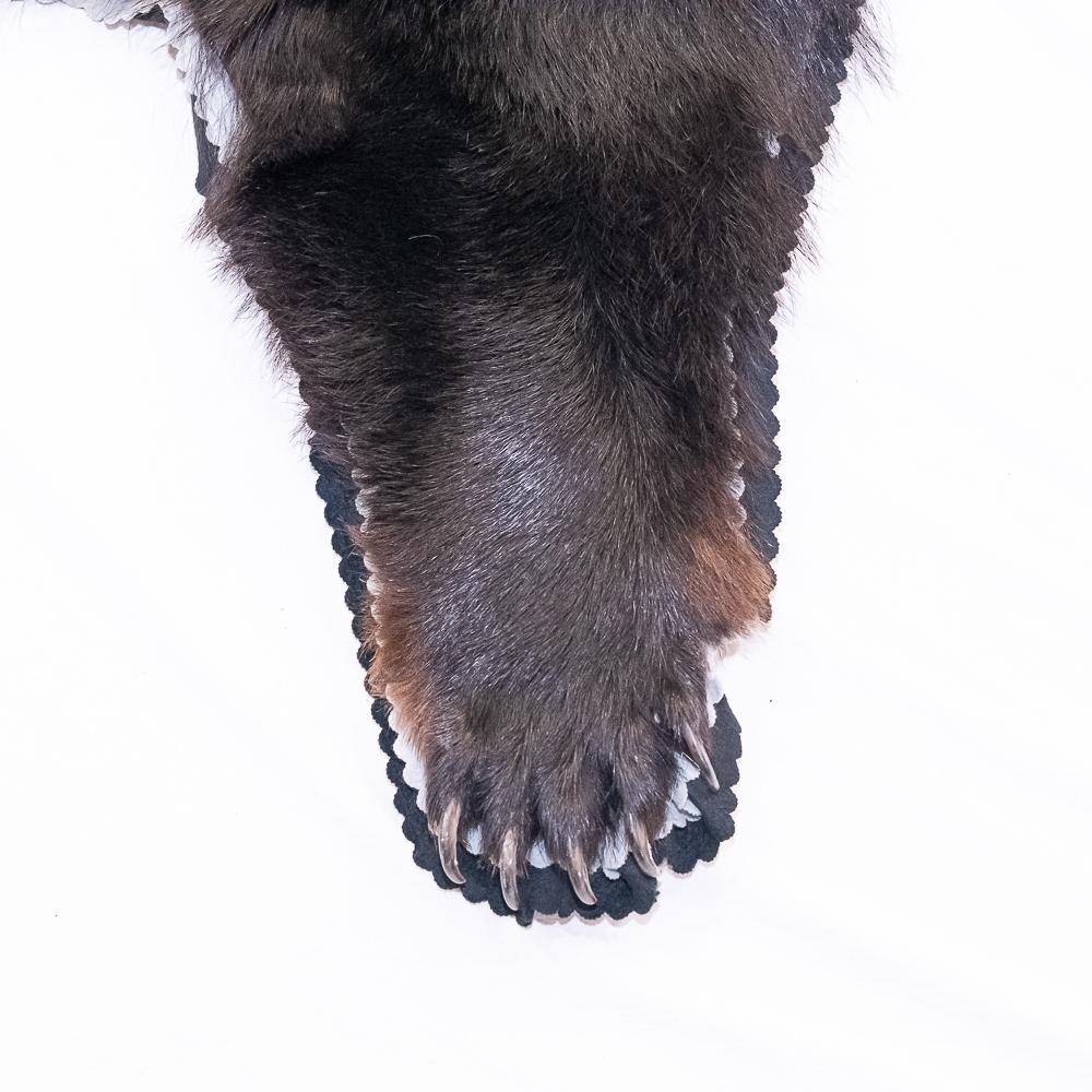 Black Bear Rug Taxidermy