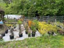 Large Lot of Assorted Plants, Shrubs and Trees
