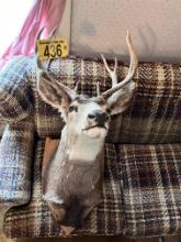 10-POINT WHITE TAIL DEER MOUNT
