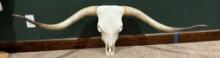 Long Horn Steer Head & Horn Skeleton