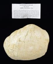 FOSSILIZED TURTLE SHELL.