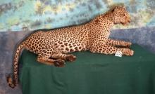 African Leopard Full Body Taxidermy Mount **TEXAS RESIDENTS ONLY!**