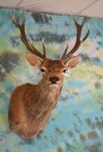 6 x 6 Spanish Red Stag Shoulder Taxidermy Mount