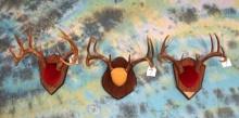 (3) Texas Whitetail Deer Antler Mounts Taxidermy