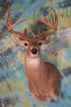 Nice  12 point Texas Whitetail Deer Shoulder Mount Taxidermy