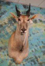 African Cape Eland Shoulder Taxidermy Antelope Mount