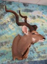59 x 57 3/8" Gold Medal Southern Greater Kudu Shoulder SCI Record Book Trophy Taxidermy Mount
