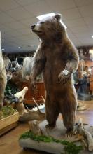 Full Body Standing Grizzly Bear Taxidermy Mount