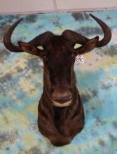 African Record Class Blue Wildebeest Shoulder Taxidermy Mount