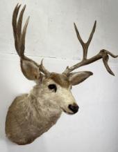 Non Typical Montana Mule Deer Taxidermy Mount