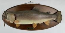 Snake River Wyoming Taxidermy Trout Mount