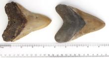 LOT OF 2 MEGALODON SHARK TOOTH MARINE FOSSIL