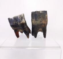 Ice Age Mammal Tooth Pair