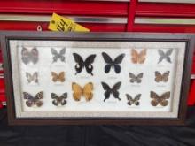 Butterfly Display